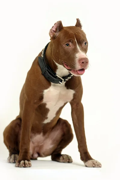 Pitbull Terrier — Stockfoto