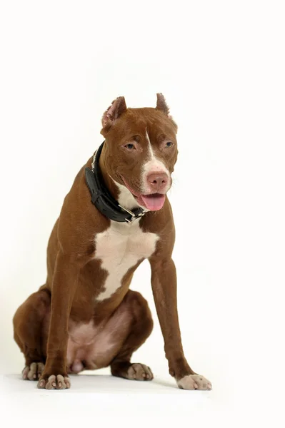 Pitbull Terrier — Stockfoto