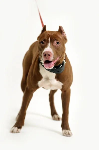 Pit bull terrier — Photo