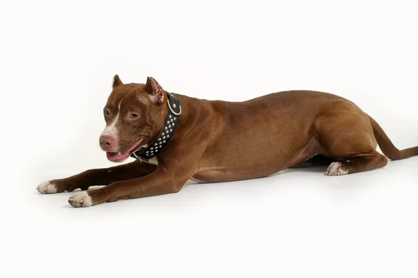 Pitbull Terrier — Stockfoto