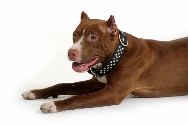 Pit bull terrier — Foto Stock