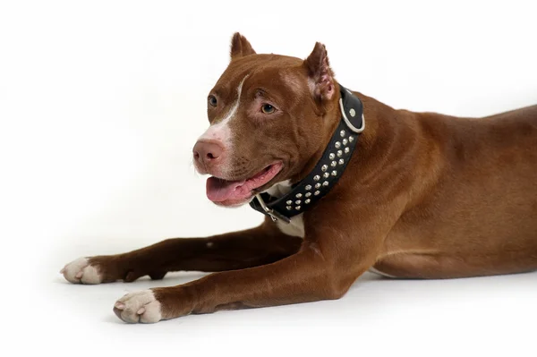 Pitbull Terrier — Stockfoto