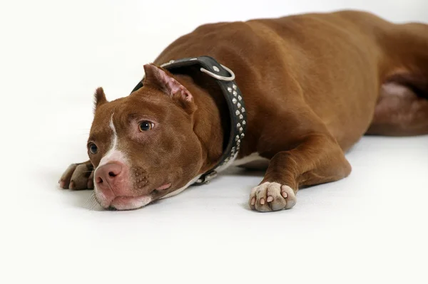 Pit Bull Terrier — Stock Photo, Image