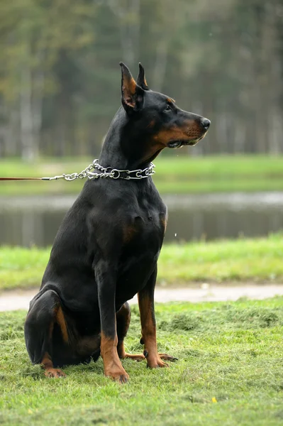 Doberman. — Fotografia de Stock