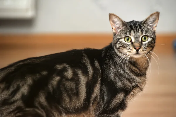 Gato gris — Foto de Stock