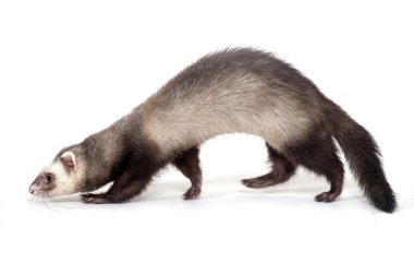 Ferret clipart