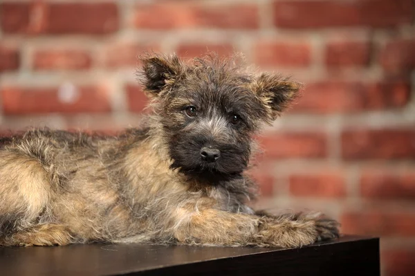 Köpeği terrier — Stok fotoğraf