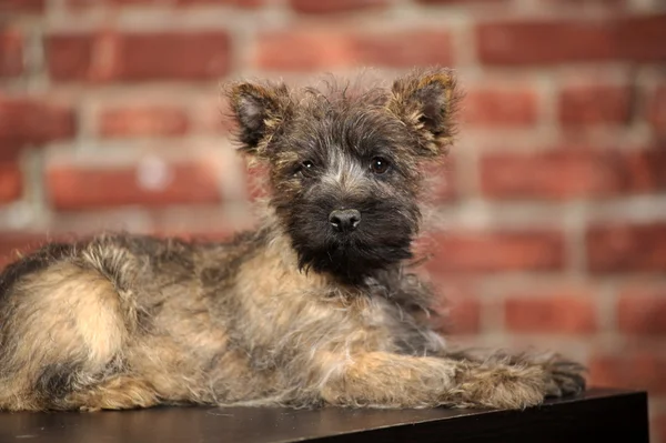 Terrier per cani — Foto Stock