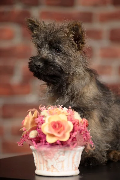 Terrier cão — Fotografia de Stock