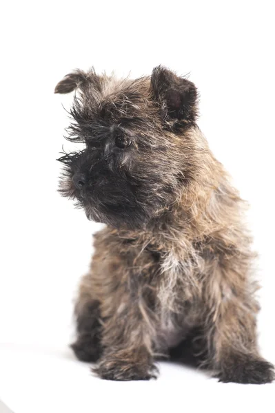 Dog Terrier — Stockfoto