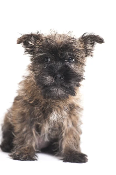 Hund terrier — Stockfoto