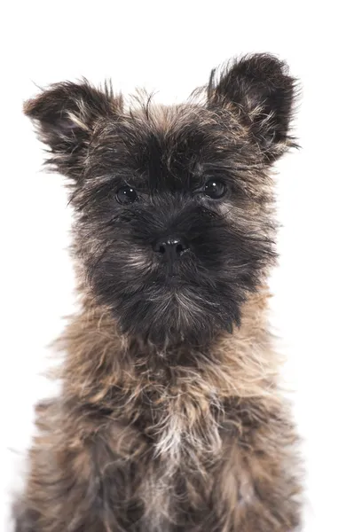 Dog terrier — Stock Photo, Image
