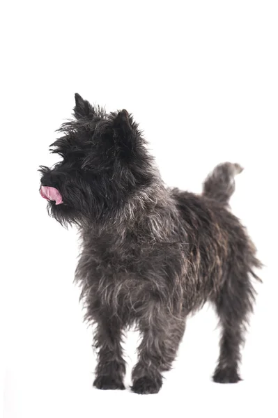 Dog terrier — Stock Photo, Image