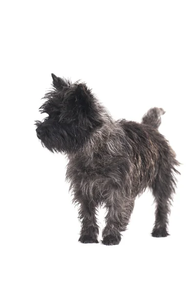 Dog terrier — Stock Photo, Image