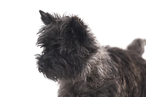 Dog terrier — Stock Photo, Image