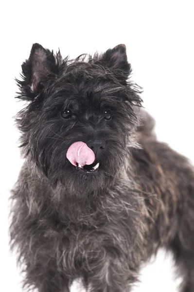 Terrier per cani — Foto Stock