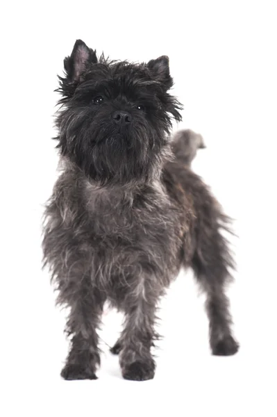 Terrier cão — Fotografia de Stock