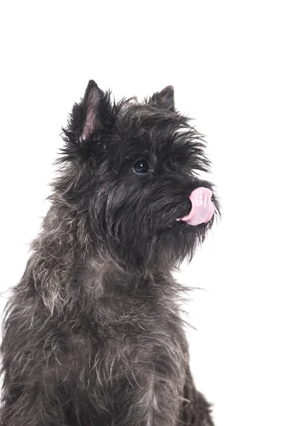 Terrier per cani — Foto Stock