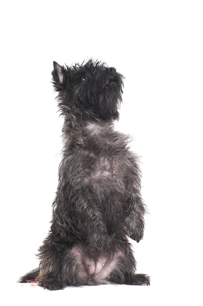 Dog Terrier — Stockfoto