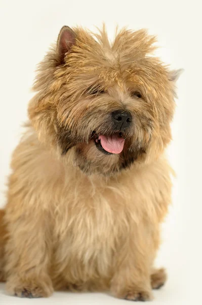Terrier — Stock Photo, Image