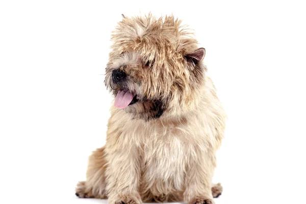 Terrier — Stock Photo, Image