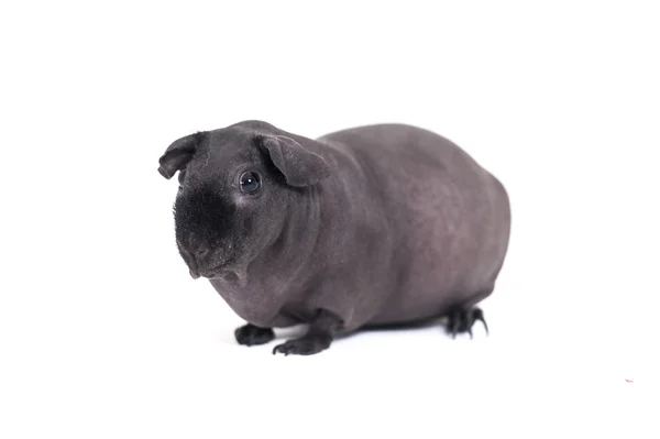 Divertente magro cavia su sfondo bianco — Foto Stock