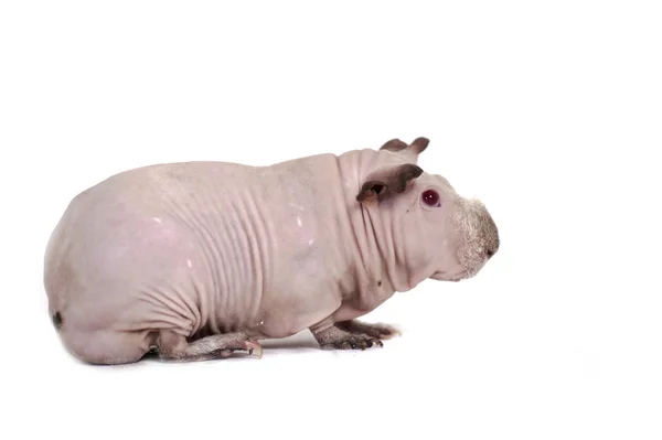 Funny skinny guinea pig on white background — Stock Photo, Image