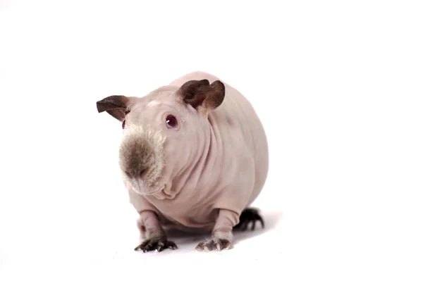 Funny skinny guinea pig on white background — Stock Photo, Image