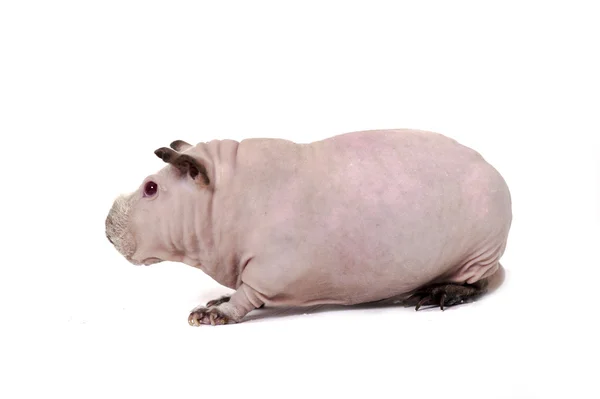 Funny skinny guinea pig on white background — Stock Photo, Image