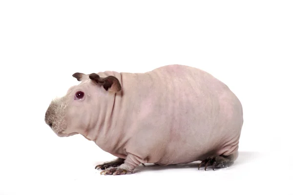 Funny skinny guinea pig on white background — Stock Photo, Image