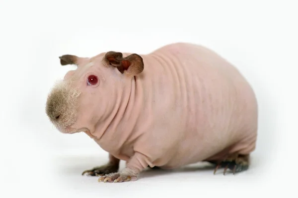 Funny skinny guinea pig on white background — Stock Photo, Image