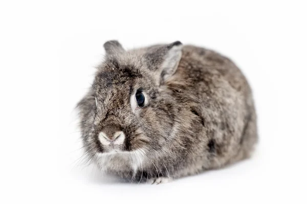 Conejo gris sentado sobre fondo blanco —  Fotos de Stock
