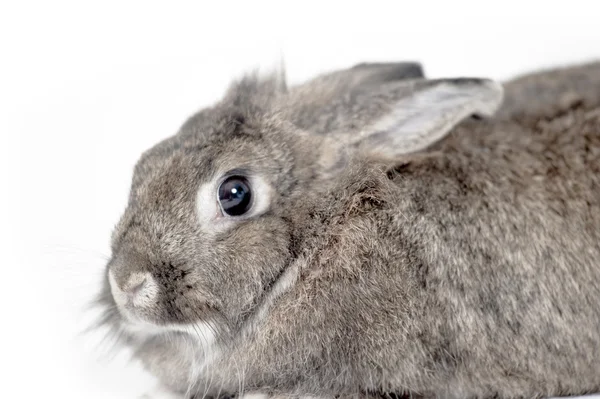 Coniglio grigio seduto su sfondo bianco — Foto Stock