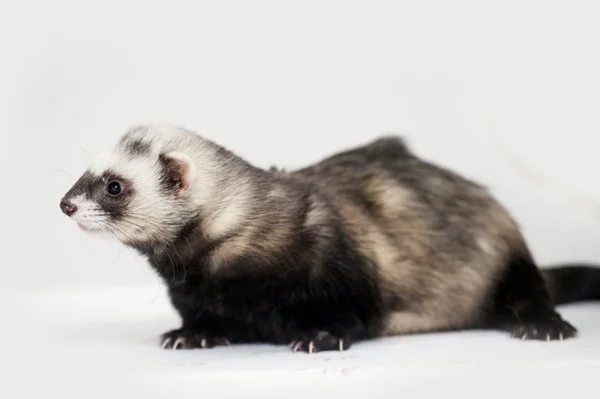 Ferret — Stock Photo, Image