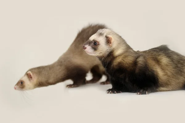 Furet — Photo