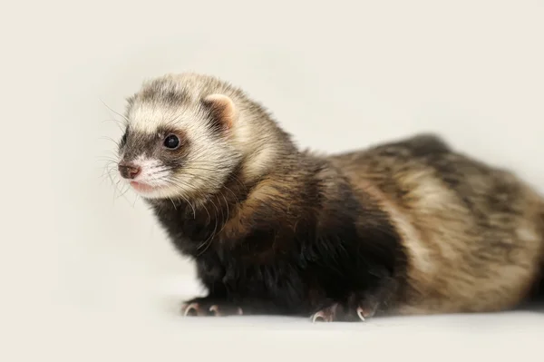 Furet — Photo