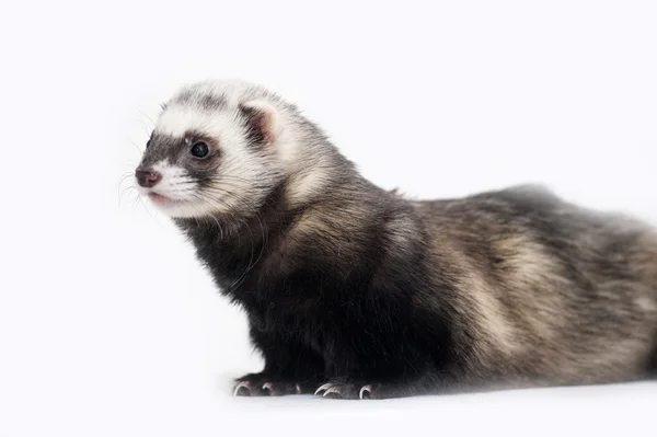 Ferret, in front of white background — Stock Photo, Image