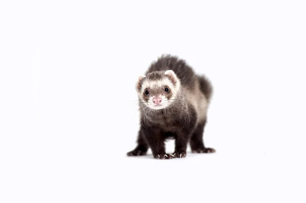 Furet — Photo