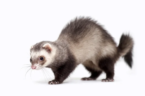 Ferret — Stock Photo, Image