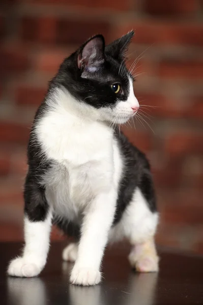 黒と白の子猫 — ストック写真