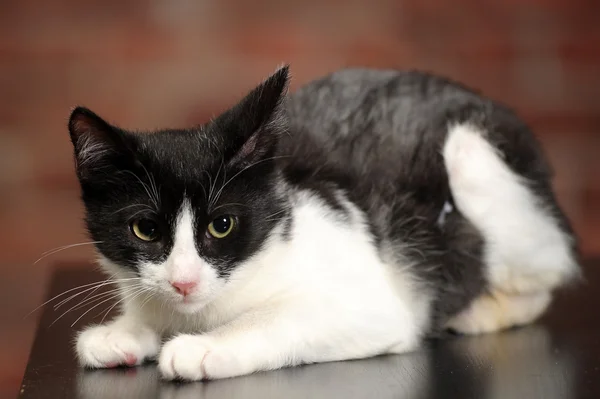 Black and white kitten — Stock Photo, Image