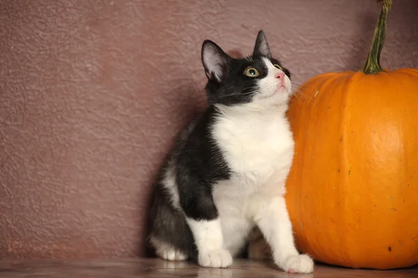 Gatinho preto e branco — Fotografia de Stock