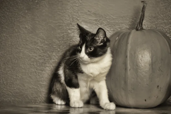 黑色和白色的小猫 — 图库照片