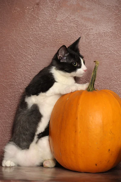 Gatinho preto e branco — Fotografia de Stock