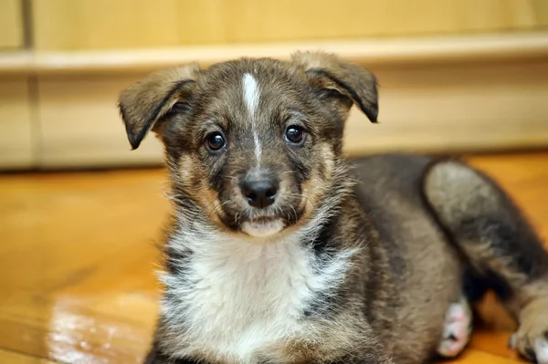 Schattig puppy — Stockfoto