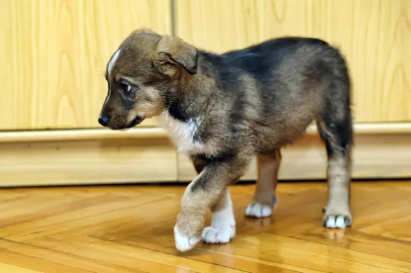 Cachorrinho bonito — Fotografia de Stock