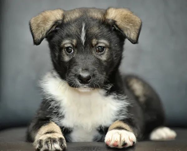 Schattig puppy — Stockfoto