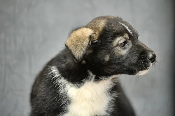 Schattig puppy — Stockfoto