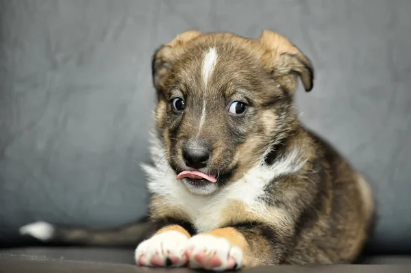 Schattig puppy — Stockfoto