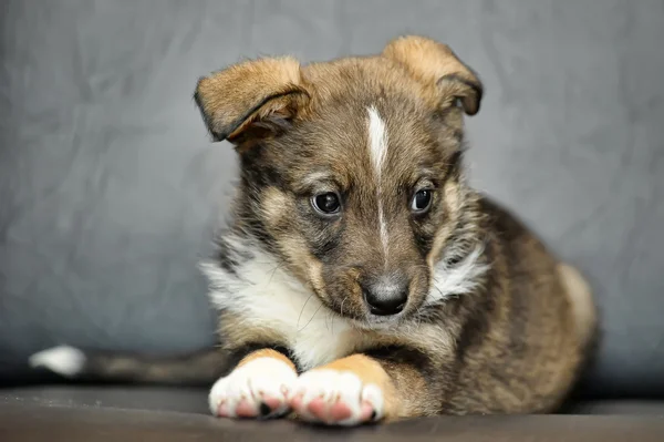 Cachorrinho bonito — Fotografia de Stock